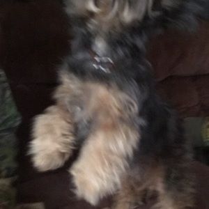 Meet your Posher, James